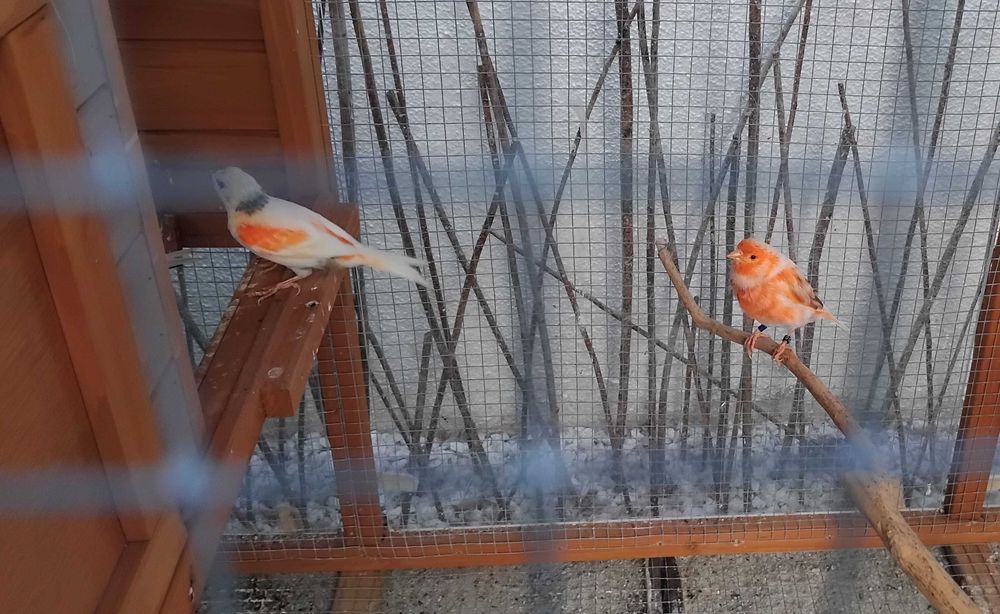 Canários Arlequim português