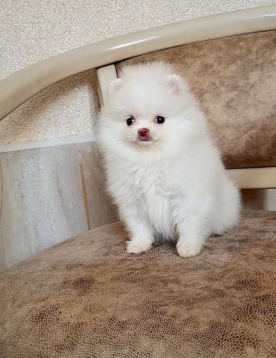 Міні дівчинка померашка