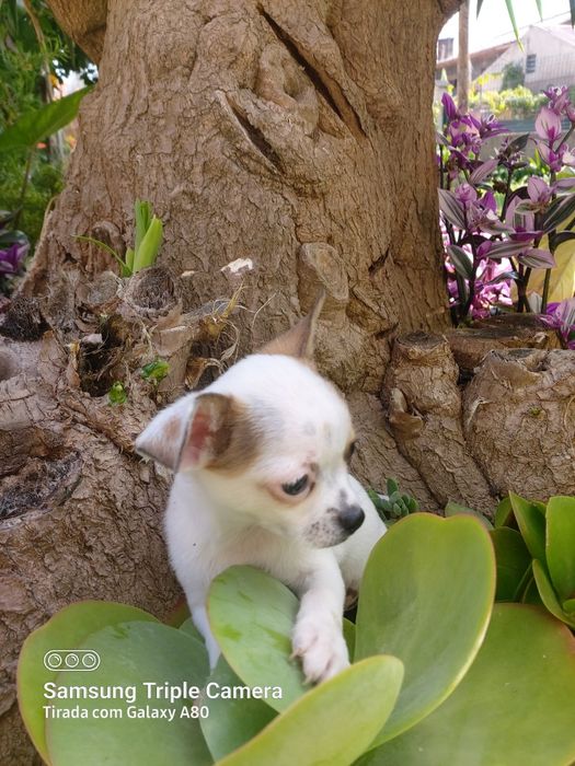 Lindo menin chihuahua