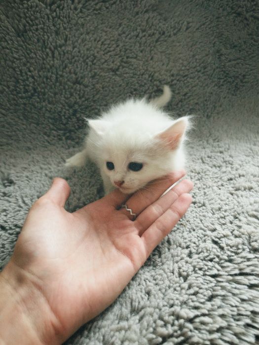 Білосніжні котики шукають люблячих власників