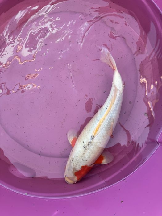 Carpa koi criaçao 2024 asagi