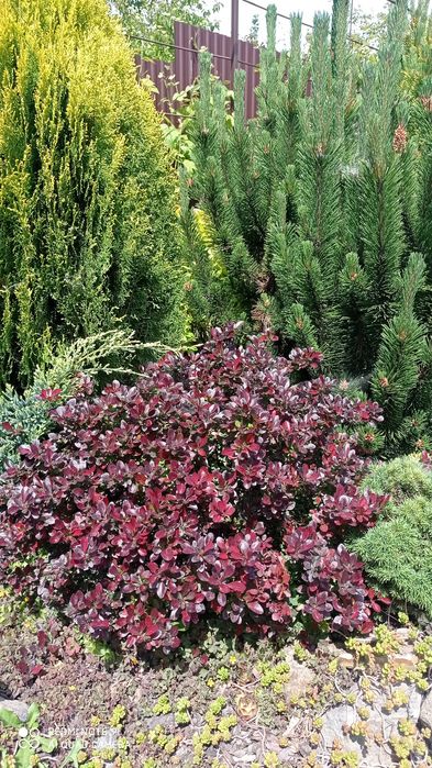 Декоративні рослини