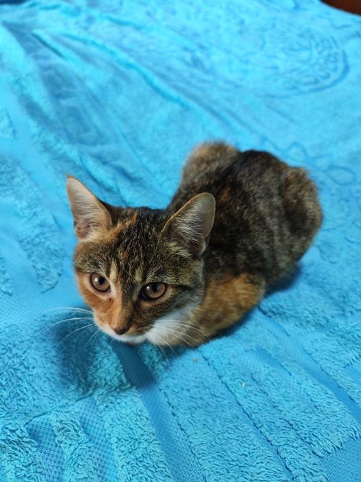 Грайлива дівчинка- красуня Белка