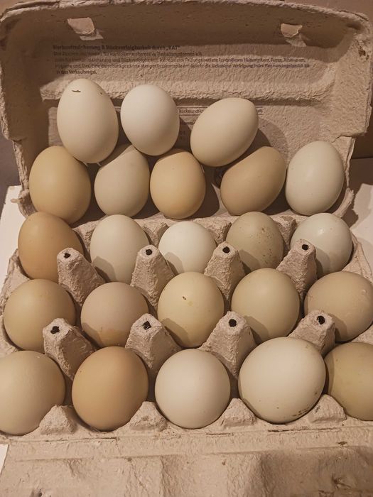 Jajka swojskie z wolnego wybiegu.