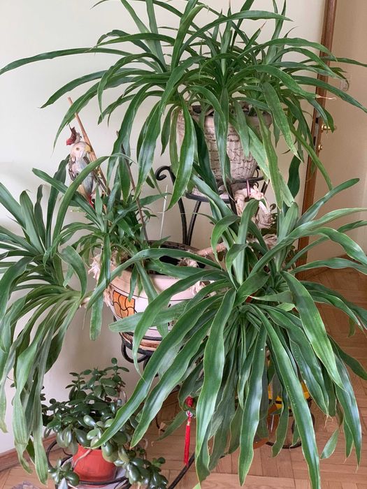 ЮККА домашня з кованою підставкою на 5 квітів