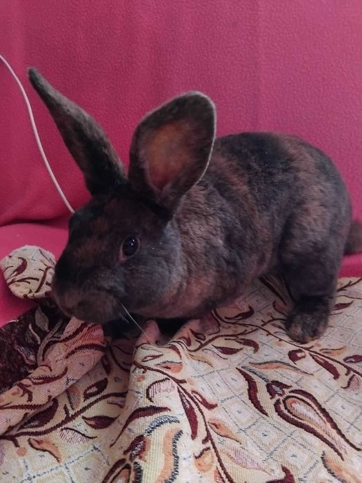 Продам Кроликів порода Рекс Триколор і Гепард