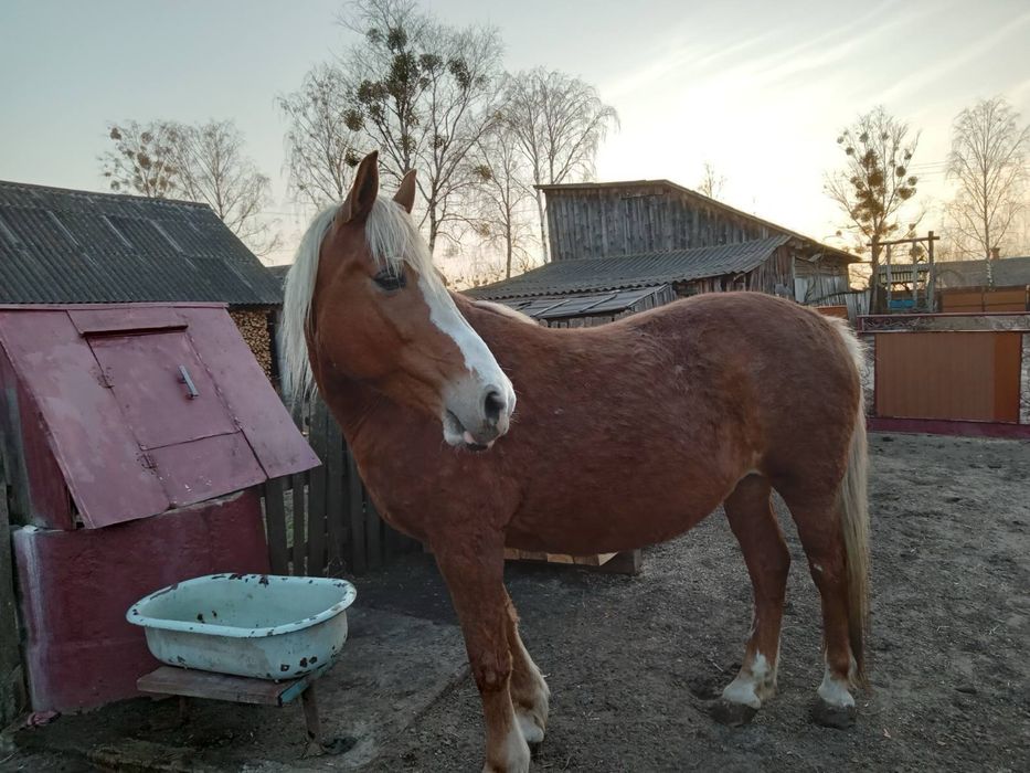 Продам кобилк робочу