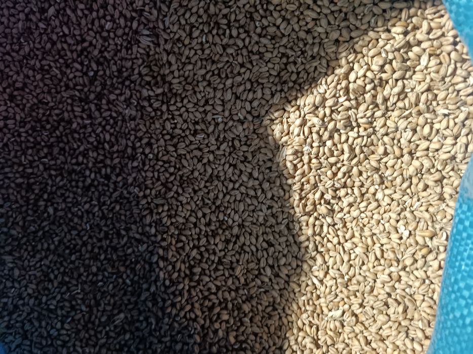 Sprzedam owies Bingo