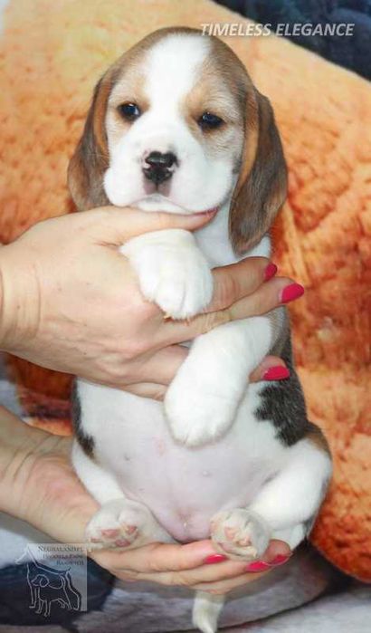 Beagle – sunia „Timeless Elegance” | hodowla Negraland