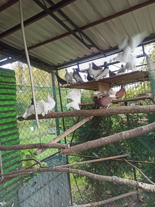 Gołębie okazja zapraszam