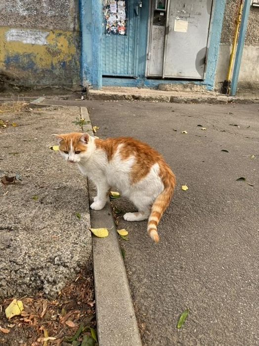 Отдам рыже-белого котенка, мальчик,  5 месяцев
