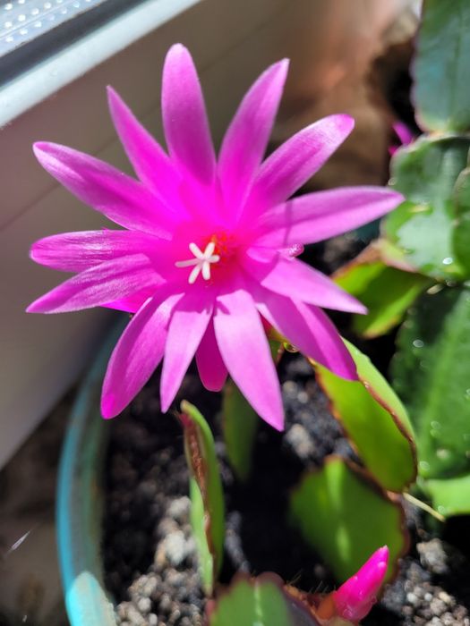 Рождетсвенник черенки