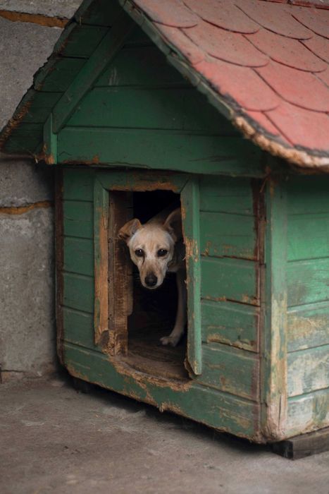 Piękna, łagodna i spokojna, mała sunia czeka na dom