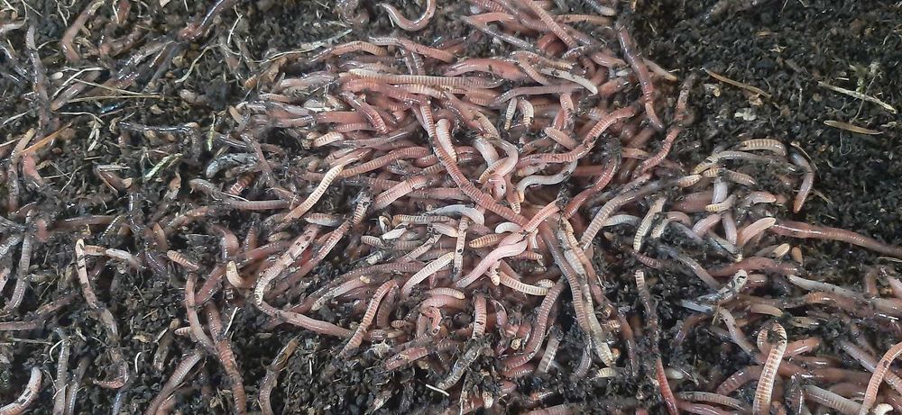 Dżdżownice kalifornijskie, dendrobena veneta 2kg