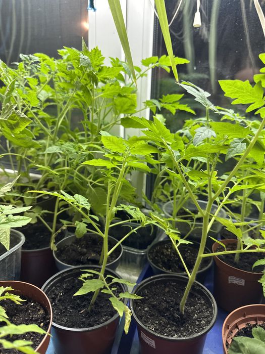 Продам рассаду помидор