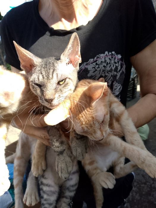 Продам котят Сфинкс