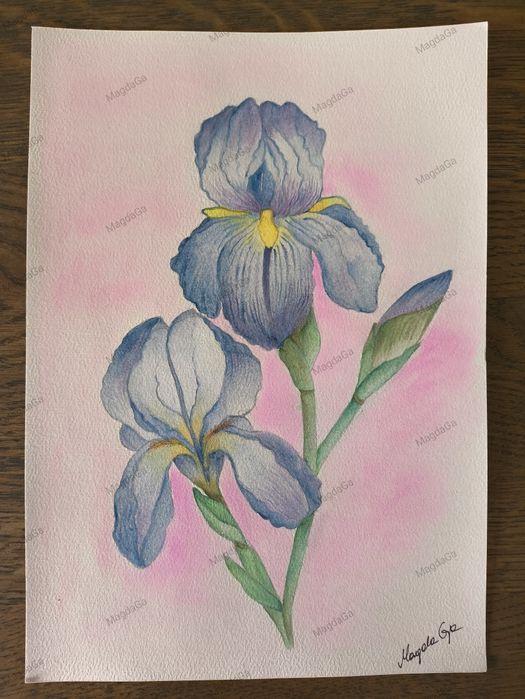 Obraz akwarela na papierze "Irysy" 29,5 x 20,5 cm