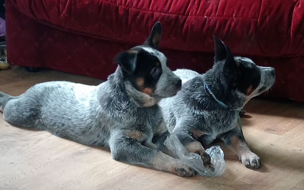 Szczenię rasy Australian Cattle Dog