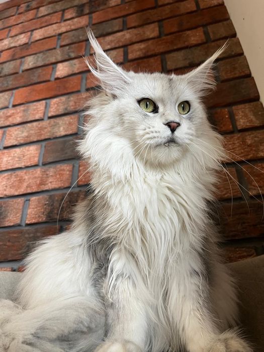 Kotka Maine coon