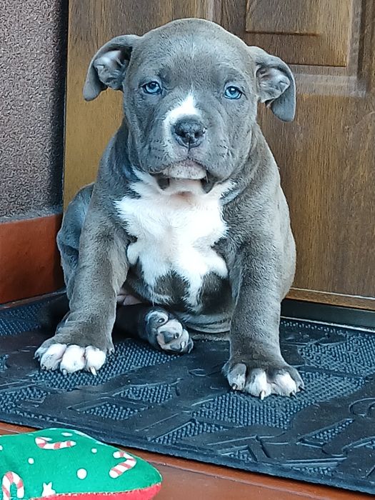 ##Mocna suczka Amstaff ##