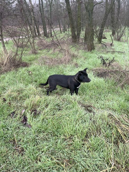 Віддам в добрі руки собаку