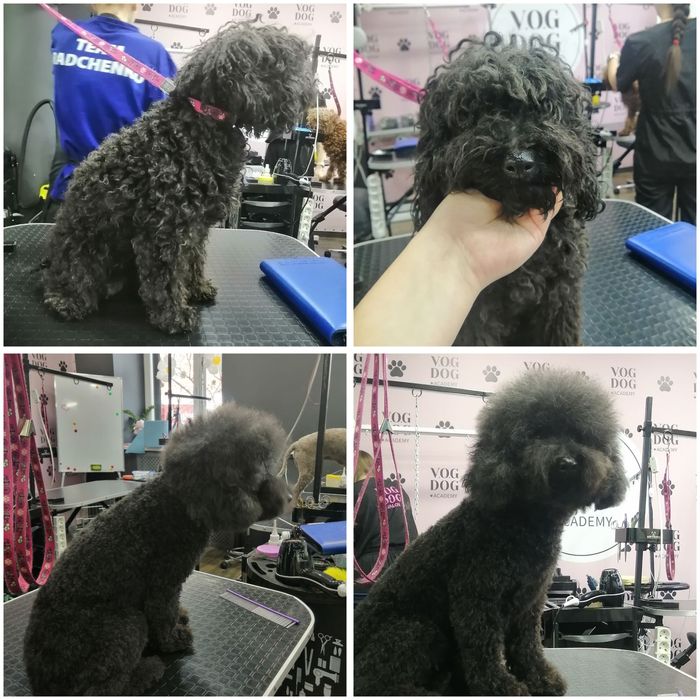 Грумер початківець шукаю моделей для стрижки