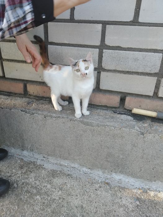 Безплатно отдам маленьких  котят с доставкой