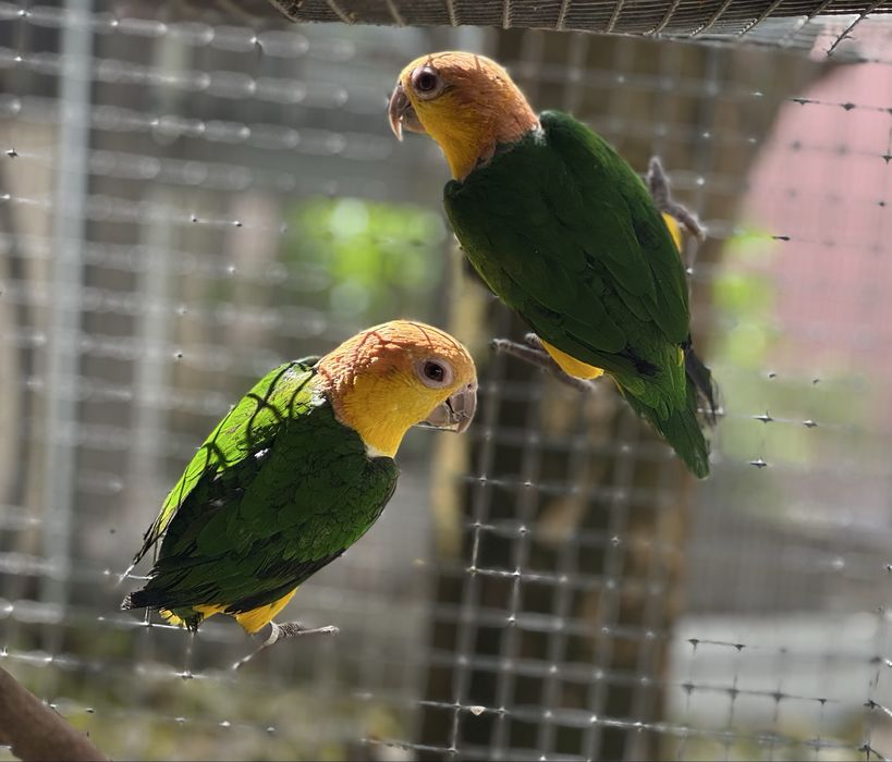 CEDO CASAL MARIANINHAS CABECA CANELA - PIONITES XANTHOMERIA