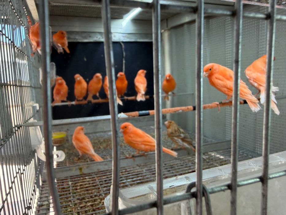 Canários novos e reprodutores