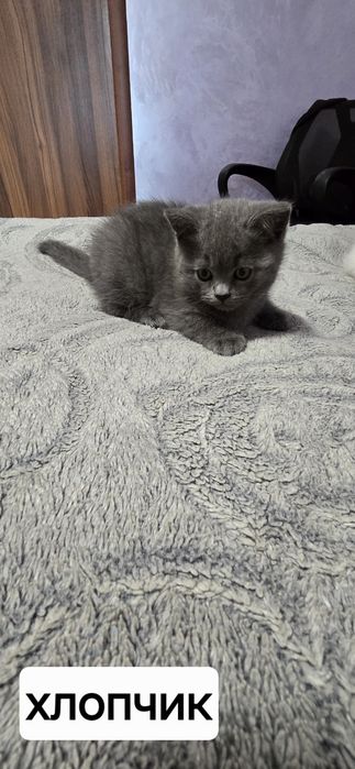 Продам Британських кошенят