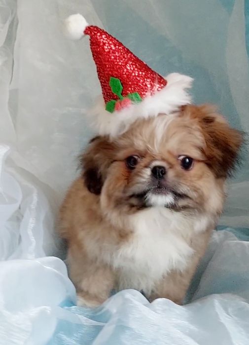 Кому веселого гнома под елочку