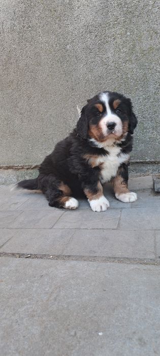 Berneński Pies Pasterski suczka