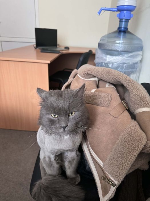 Знайдено котика Соломʼянський р-н