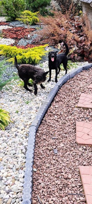 Oddam suczkę w dobre ręce za darmo