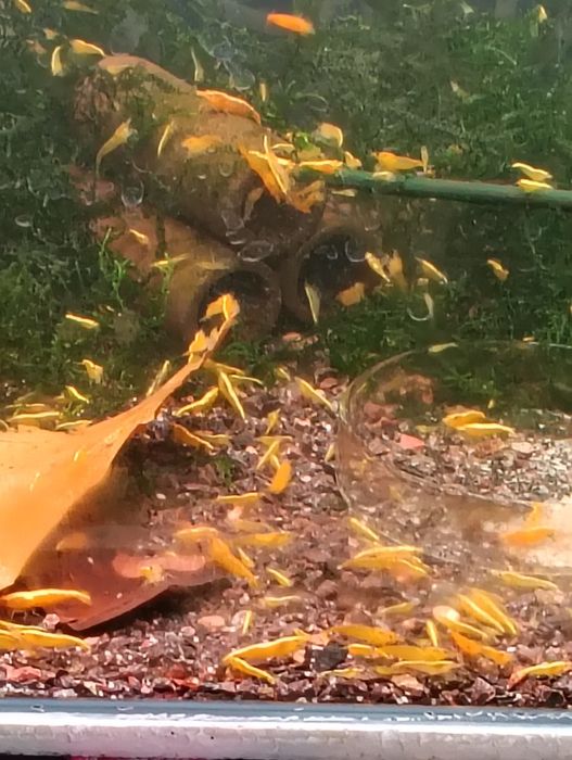 Camarões neocaridina/caridinas