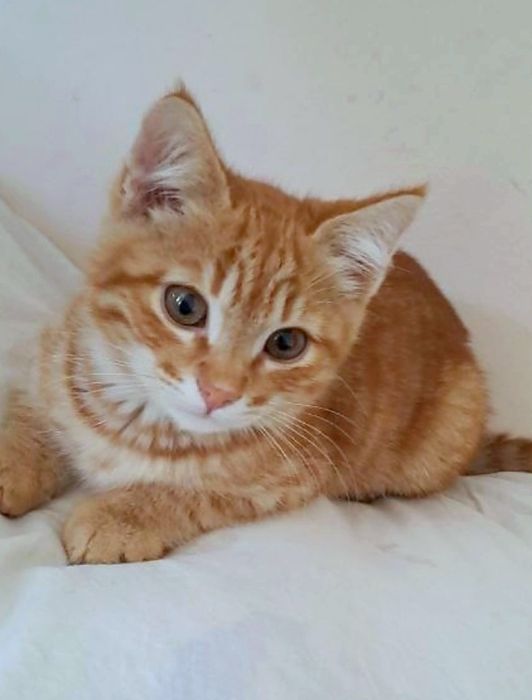Рыжий котенок мальчик ищет дом! Отдам в хорошие руки!