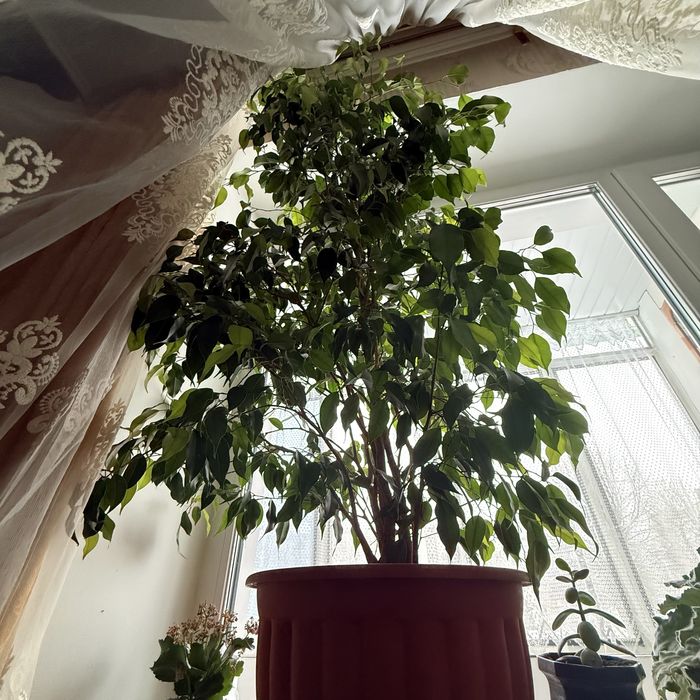 Розкішний фікус Бенджаміна