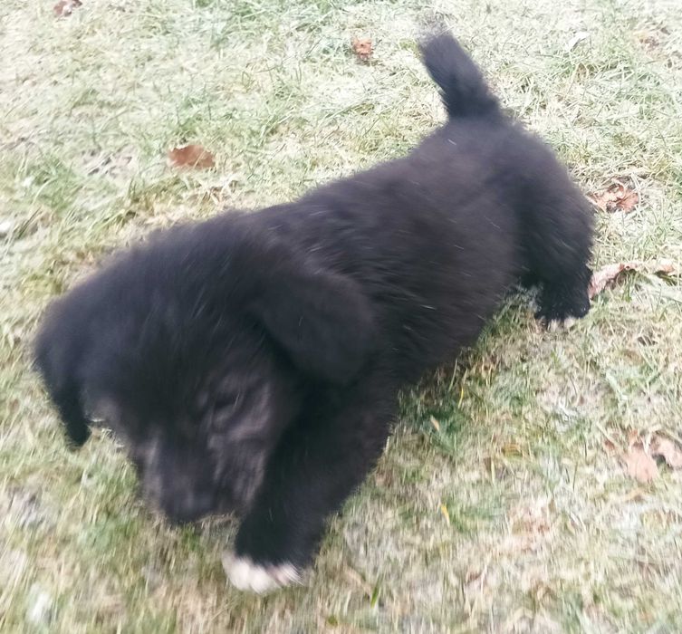 Oddam pieski siedmiotygodniowe