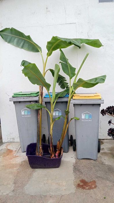 Bananeira vários tamanhos