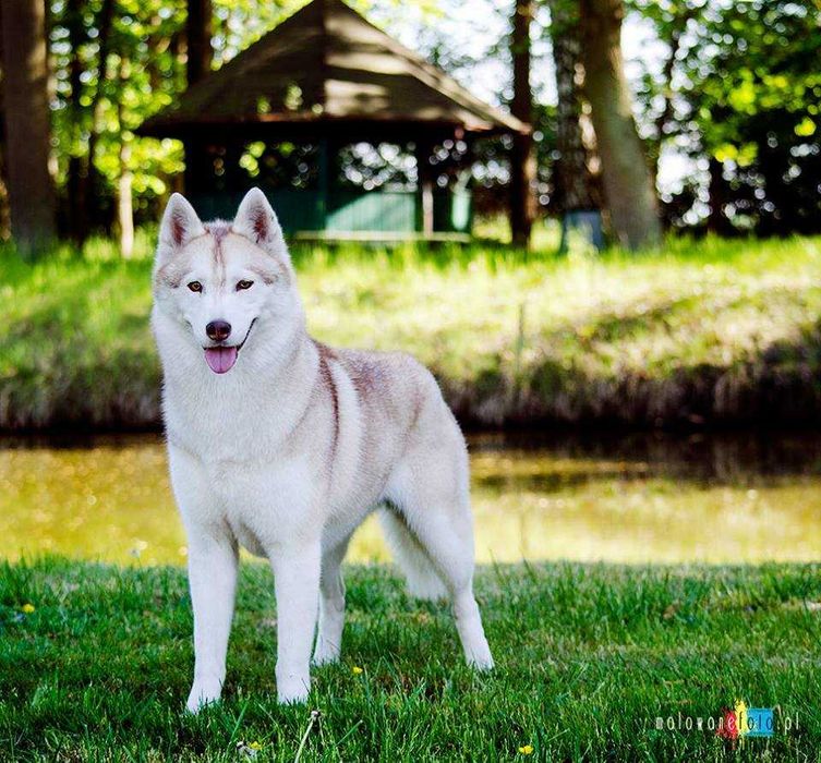 La Dam Latea FCI - Siberian Husky - szczeniak z rodowodem ZKwP