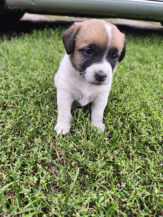 Jack Russell Terrier
