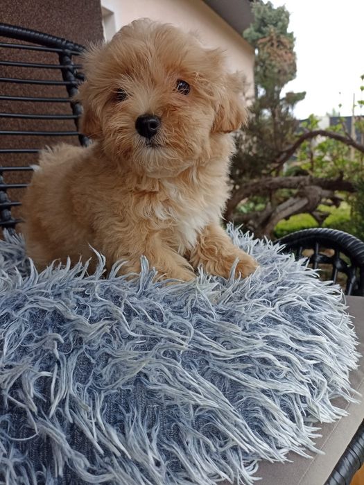 Maltipoo, Maltańczyk z Pudlem suczka samica Częstochowa