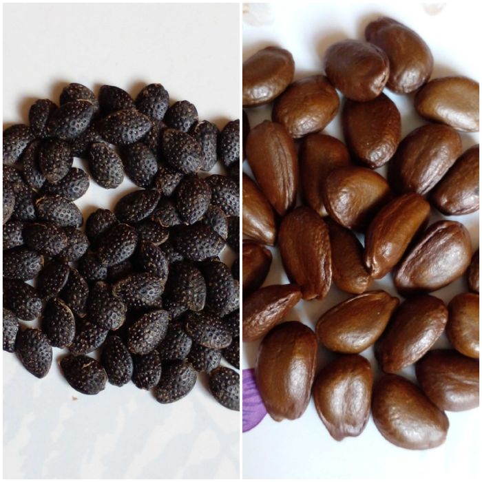 Самые свежие семена маракуйя edulis пассифлора, семена черимойя аннона