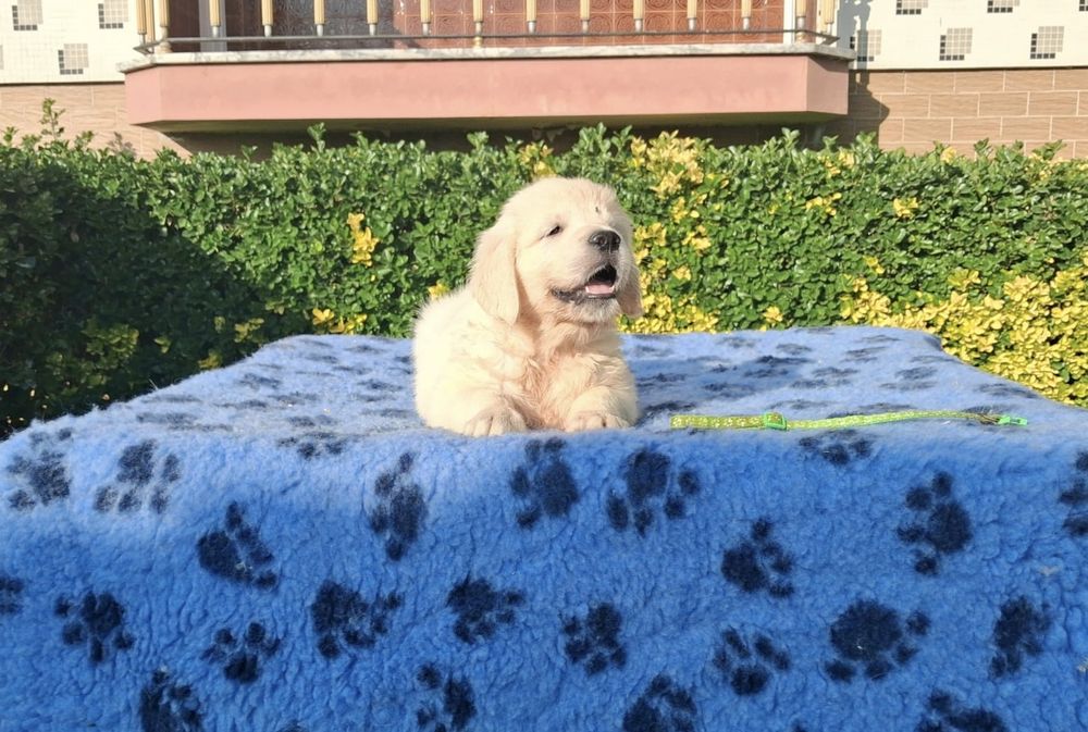 Golden Retriever Lop/Exames