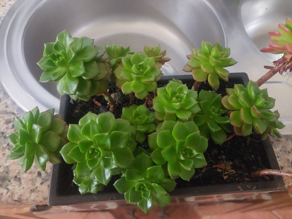 Diversas suculentas