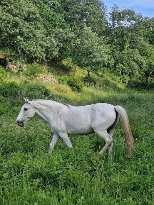 Égua cruzada de lusitana