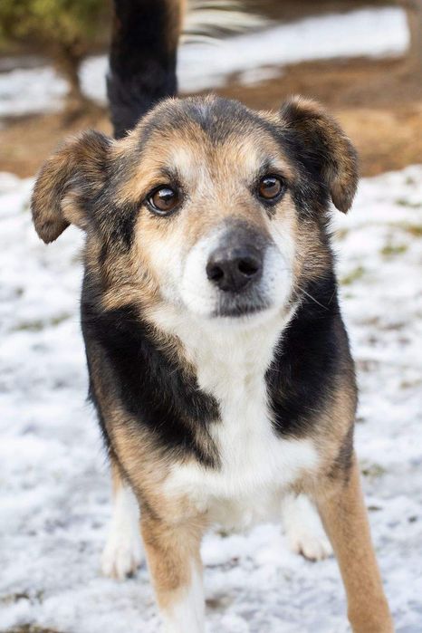 Piesek okolo 8 lat