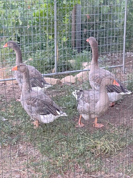 4 Gansos machos Toulouse para venda ou troca