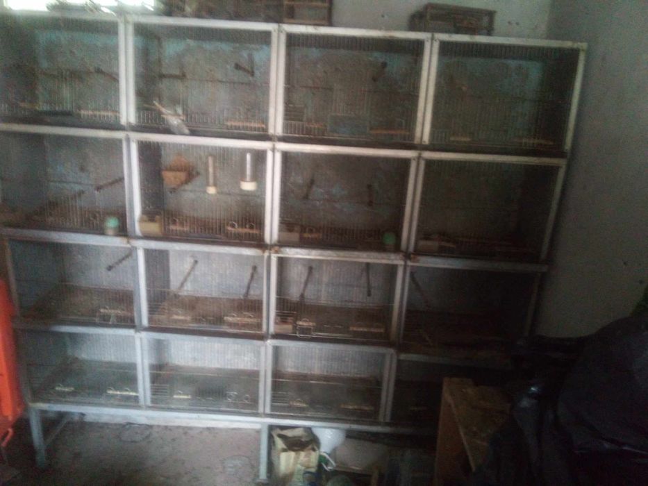 viveiro de passarinhos