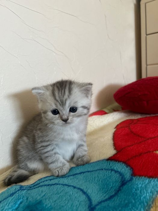 Шотландські кошенята